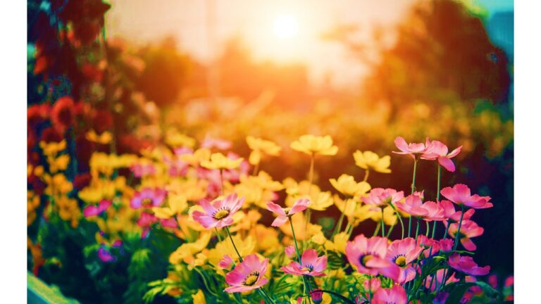 مهارة الفهم القرائي: الْحَديقَةُ الْمَرْكَزِيَّةُ